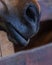 muzzle of horse\'s head nostrils