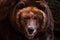 Muzzle of a huge brown Russian bear close-up, fat muzzle occupies the whole space.