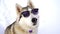 Muzzle of a husky dog close-up in winter wearing sunglasses