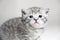 Muzzle kitten striped baby portrait