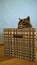 Muzzle large cat peeking out of a striped box