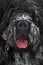 Muzzle large shaggy black terrier