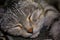 Muzzle light grey sleeping cat close up. Soft blurred focus