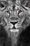 Muzzle of a lion with a mane black and white with amber eyes black and white., Muzzle powerful male lion with a beautiful mane