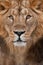 Muzzle of a lion with a mane black and white with amber eyes, isolated black background. Muzzle powerful male lion with a