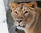 Muzzle of a lioness close up, beautiful yellow-orange eyes