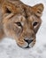 Muzzle of a lioness close up, beautiful yellow-orange eyes. on a white background