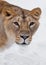 Muzzle of a lioness female lion close-up, greedy passionate look hungry brown eyes predator right at you. symmetrically on a