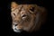 The muzzle of a lioness is half-turned looking at you, beautiful eyes, isolated on a dark background