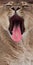 The muzzle of a lioness with an open predatory mouth black abyss of the womb and a long red tongue close-up, expresses greed and