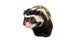 Muzzle of marbled polecat (Vormela peregusna) on white cloth bac