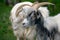 Muzzle motley goat