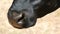 Muzzle and mouth of a chewing black cow close up view