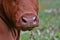 Muzzle, nostrils and white hair of a brown cow