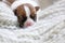 Muzzle puppy jack russell terrier on knitted bedding born a few days ago, cozy house, blurred