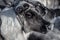 Muzzle reindeer in frost. Yamal. Shallow depth of field