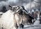 Muzzle reindeer in frost. Yamal. Shallow depth of field