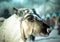 Muzzle reindeer in frost. Yamal. Shallow depth of field