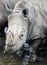 Muzzle of the Rhinoceros near the river. Large rhinoceroses.