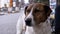 Muzzle of a Sad Stray Dog with Sad Eyes Outdoors in a City Park. Slow Motion