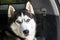 Muzzle Siberian husky with blue