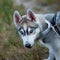 Muzzle Siberian husky with blue eyes