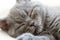 Muzzle of sleeping blue british shorthair kitten