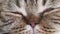 Muzzle of a sleeping domestic cat of Scottish Fold breed. Extreme close-up,