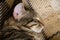 Muzzle of a sleeping furry domestic cat in a striped close up