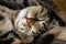 Muzzle of a sleeping furry domestic cat in a striped close up