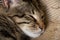 Muzzle of a sleeping furry domestic cat in a striped close up