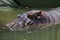 Muzzle of a sleeping Hippo. The Zoo Of Ho Chi Minh City