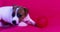 muzzle of a small Jack Russell terrier puppy lying on a bright pink background.