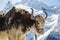 Muzzle of spotted yak on the background of white mountains of the Caucasus. Close-up