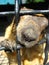 Muzzle of steppe marmot behind the grate