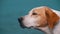 Muzzle of a Stray Dog Close-up. Wild White with a Red Lonely Dog Looks into the Distance