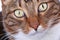Muzzle striped domestic cat close-up