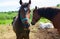 The muzzle of the thoroughbred young horse with the blue halter