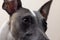 The muzzle of a Whippet dog in a beautiful black leather collar with raised ears looks up and to the side on a gray background,