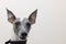 The muzzle of a whippet dog looking into camera, close-up