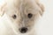 Muzzle white furry cute puppy South Russian