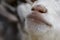 Muzzle white goatling closeup