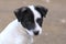 The muzzle white puppy with black ears.