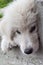 Muzzle white puppy closeup
