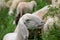 Muzzle of a White Sheared Sheep that while grazing the green gra