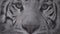 Muzzle of white tiger looking at you Eyes of the predator