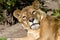 Muzzle wild animal adult lioness resting