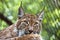 Muzzle of wild lynx close-up