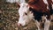 Muzzle of a young thoroughbred bull from the farm. Large horizontal portrait of a young cow. A white cow with red spots and small