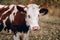 Muzzle of a young thoroughbred bull from the farm. Large horizontal portrait of a young cow. A white cow with red spots and small